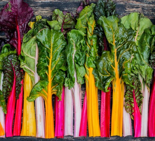 Chard Mangold Bright Light 